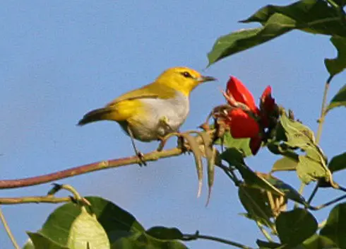 Ashy-Bellied White-Eye