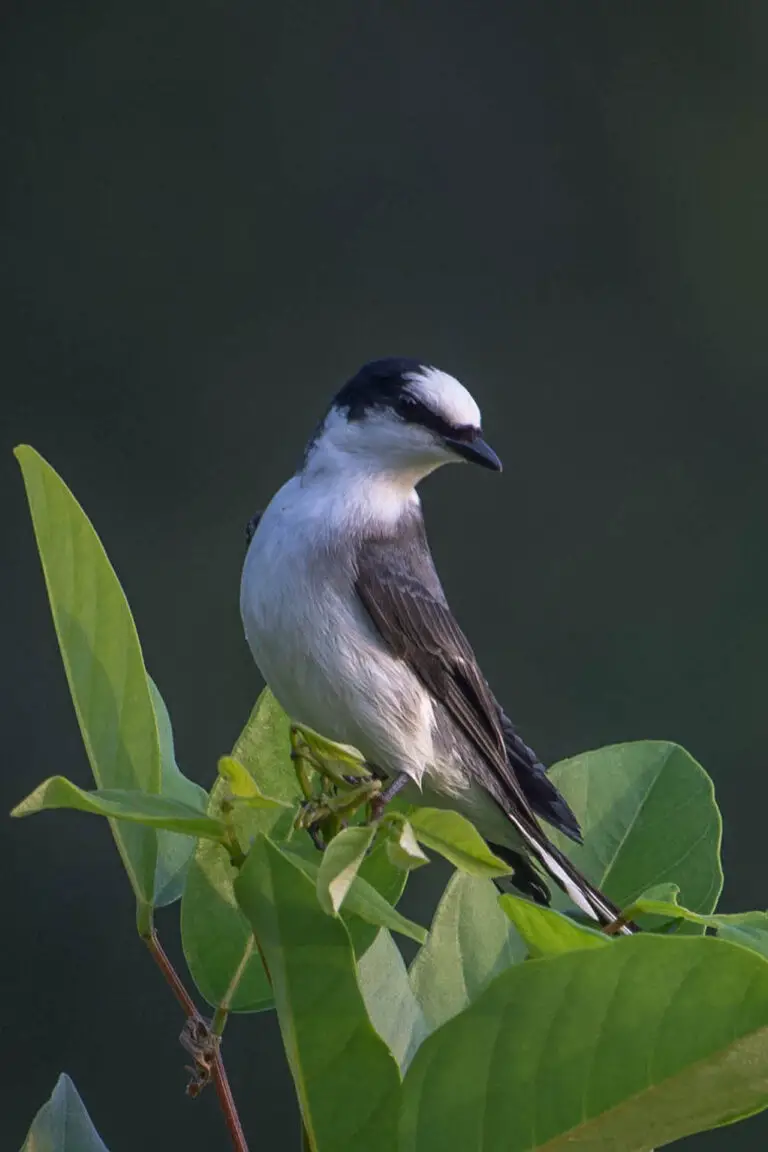 Ashy Minivet