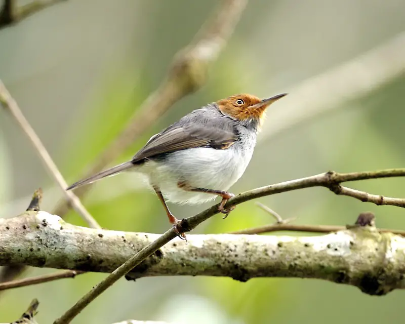 Ashy Tailorbird