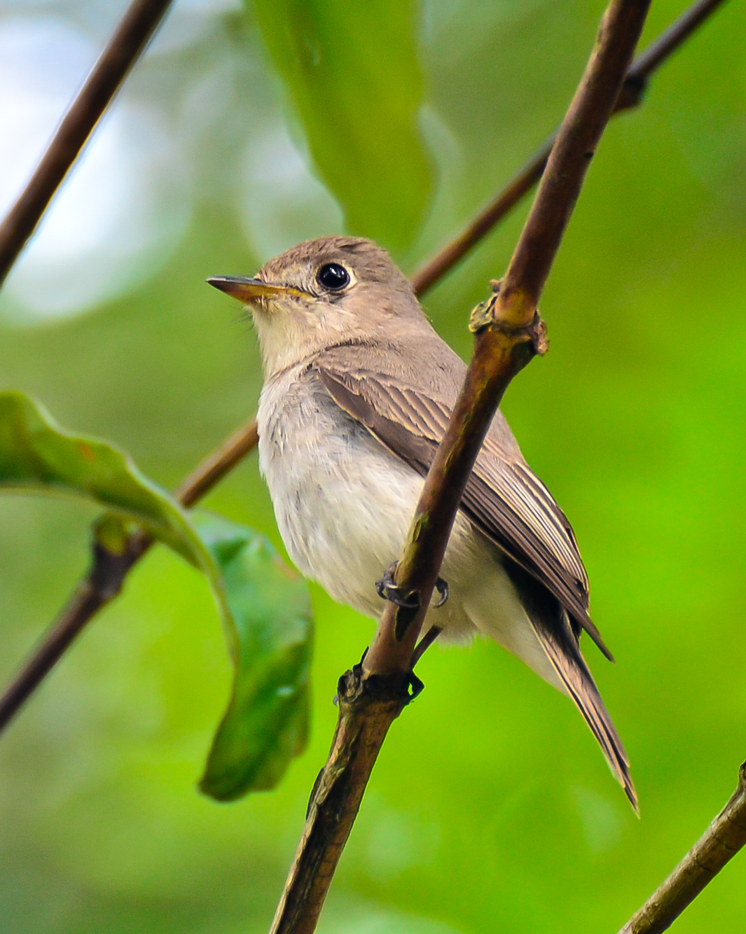 Asian Brown Flycatcher