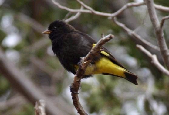 Black Siskin