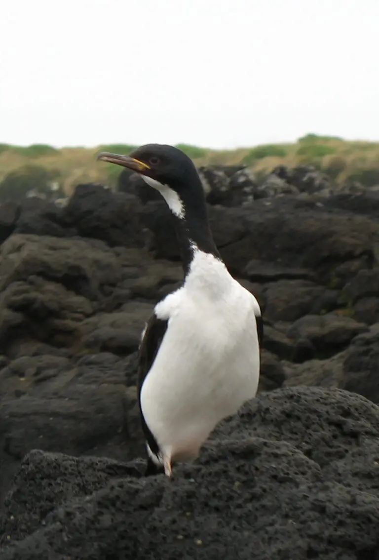 Auckland Shag