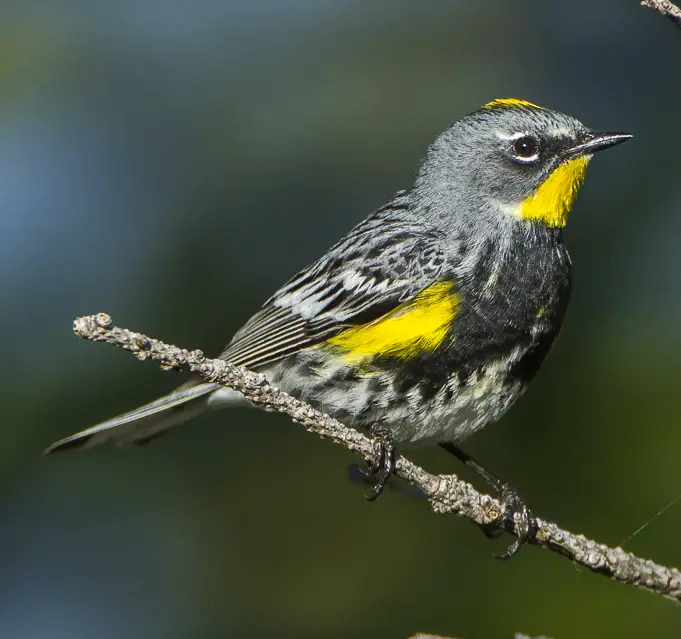 Audubon'S Warbler