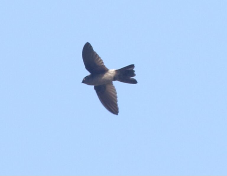 Australian Swiftlet