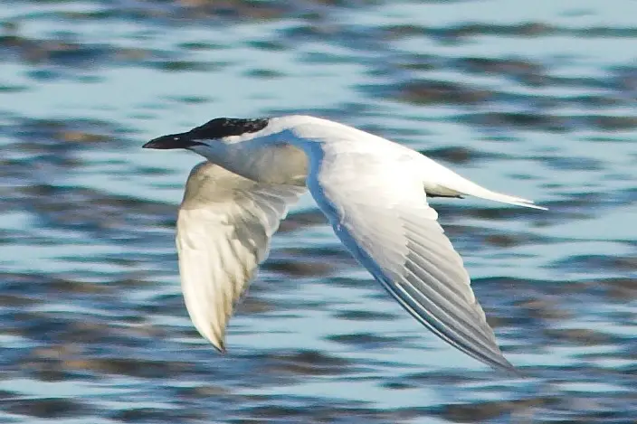 Australian Tern