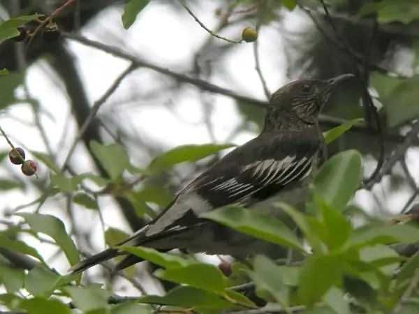 Aztec Thrush