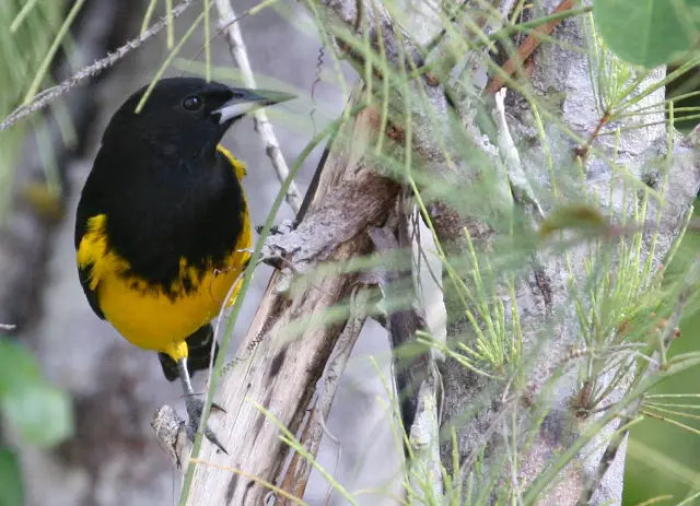 Bahama Oriole