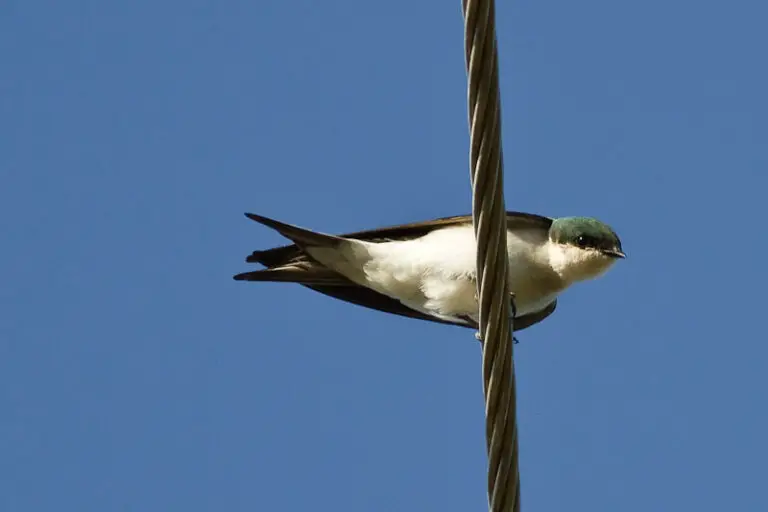 Bahama Swallow