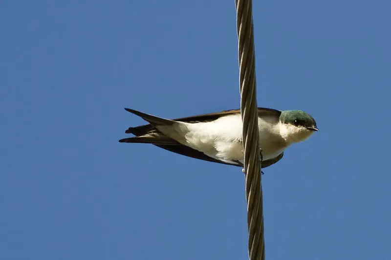 Bahama Swallow