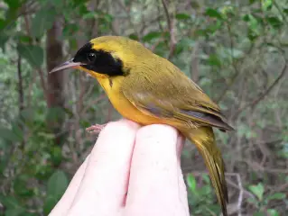 Bahama Yellowthroat