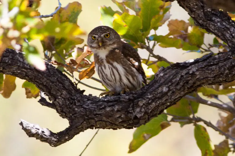 Baja Pygmy Owl