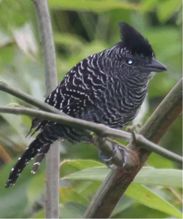 Bamboo Antshrike