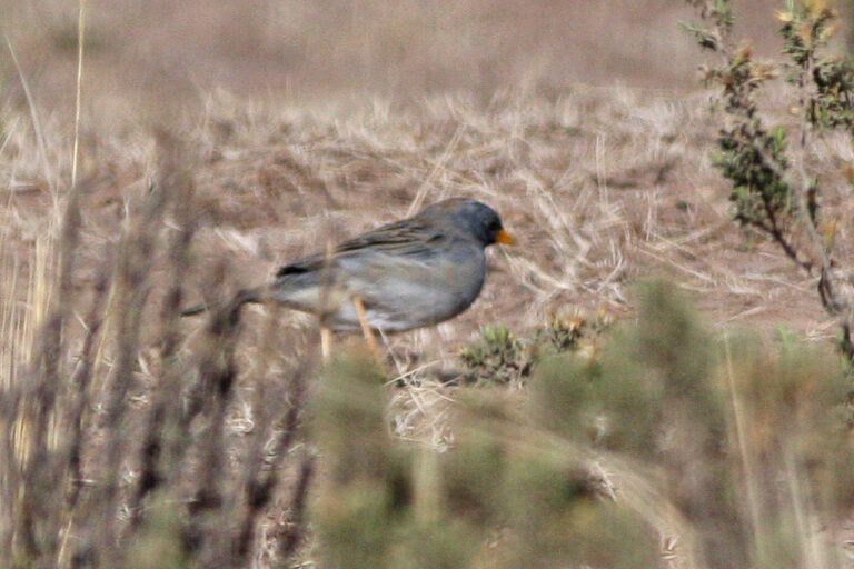 Band-Tailed Sierra Finch