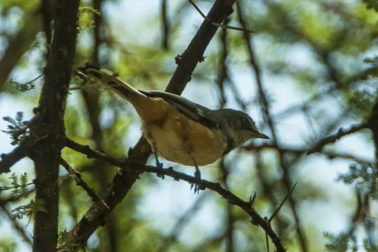 Banded Parisoma