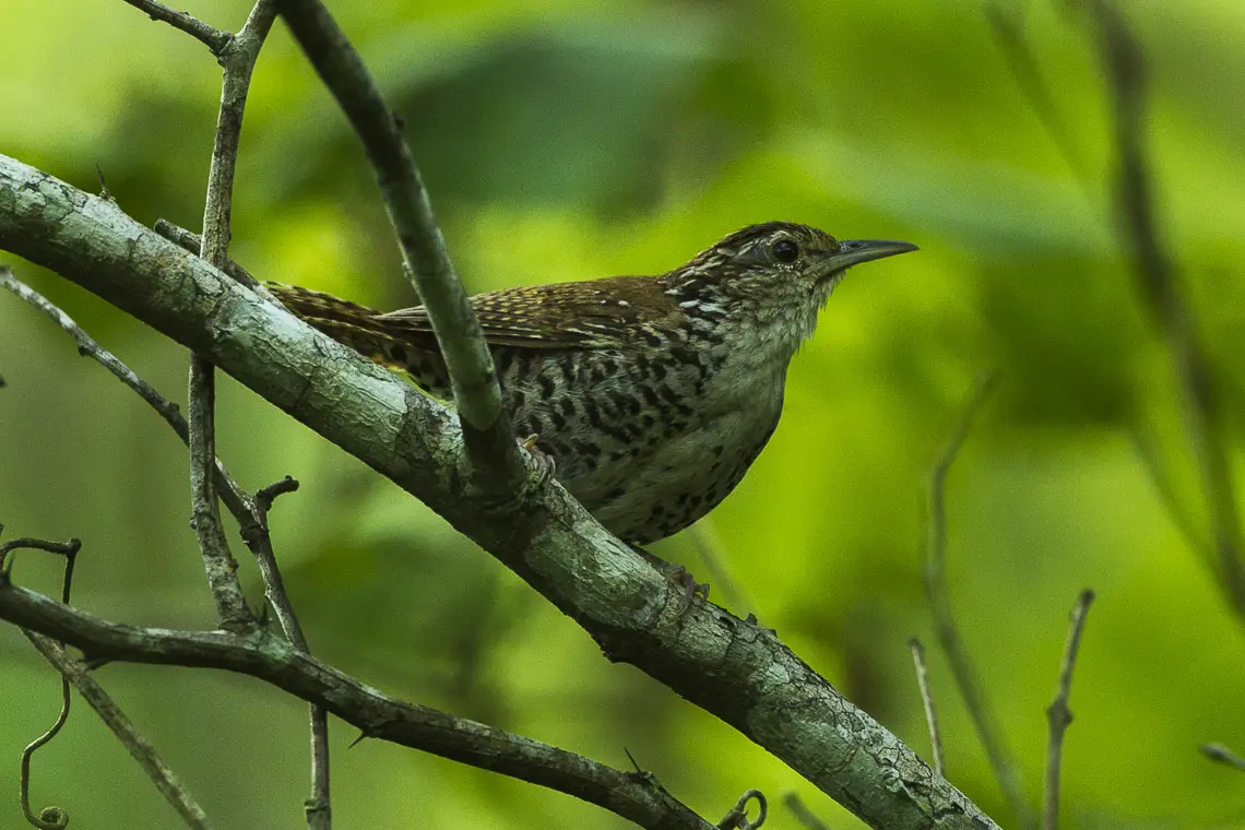 Banded Wren