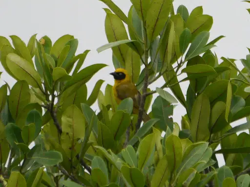 Bannerman'S Weaver