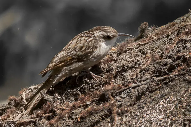 Bar-Tailed Treecreeper