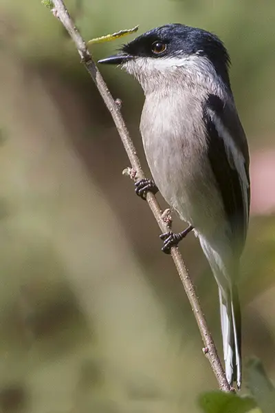 Bar-Winged Flycatcher-Shrike