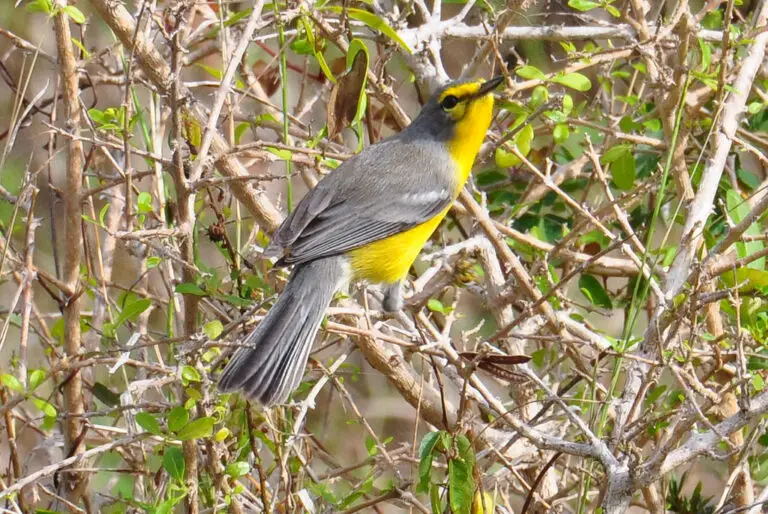 Barbuda Warbler