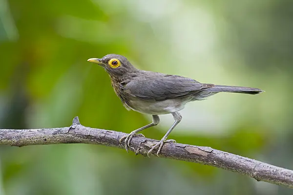 Bare-Eyed Thrush