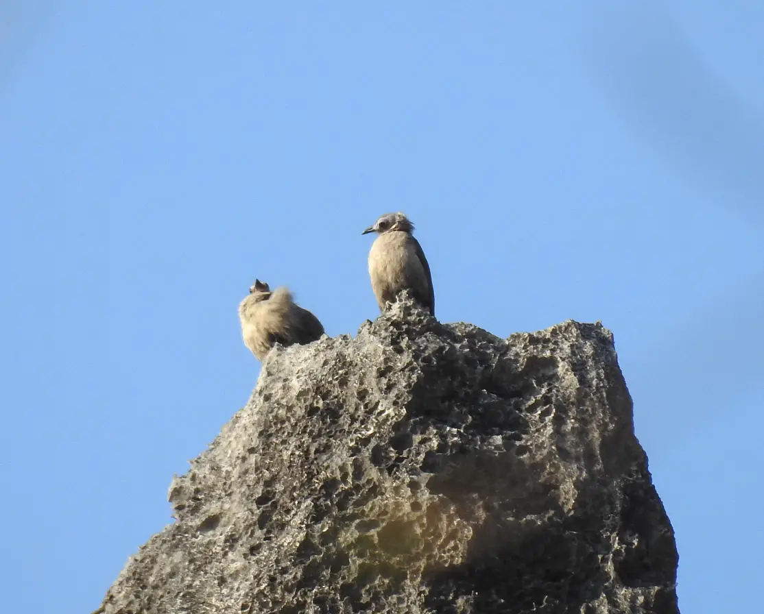 Bare-Faced Bulbul