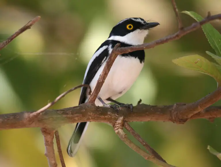 Angolan Batis