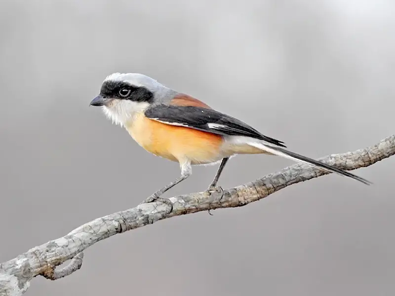 Bay-Backed Shrike