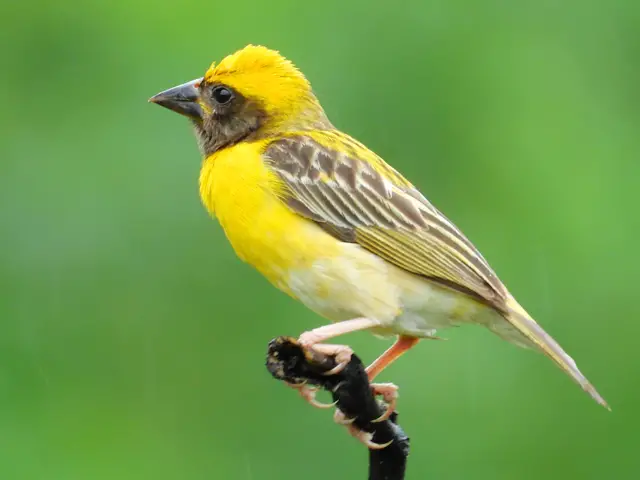 Baya Weaver