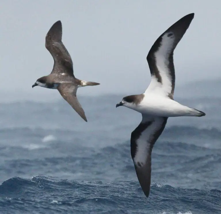 Bermuda Petrel