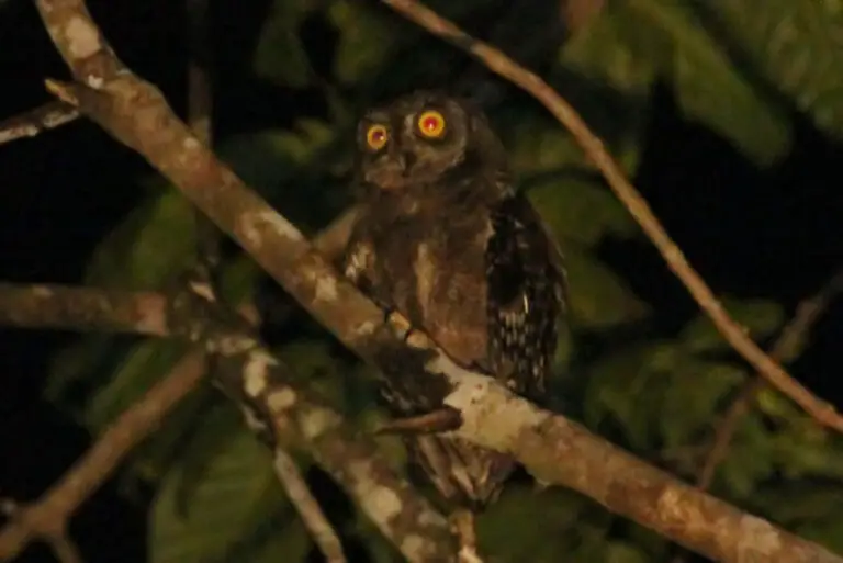 Biak Scops Owl