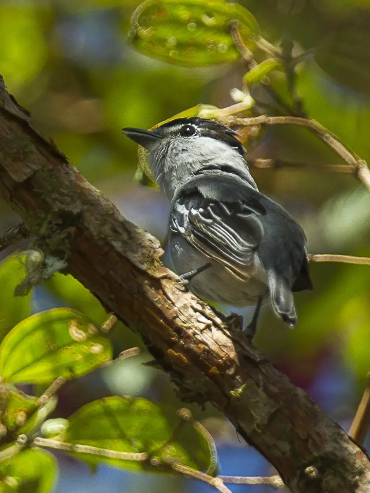 Black-And-White Becard