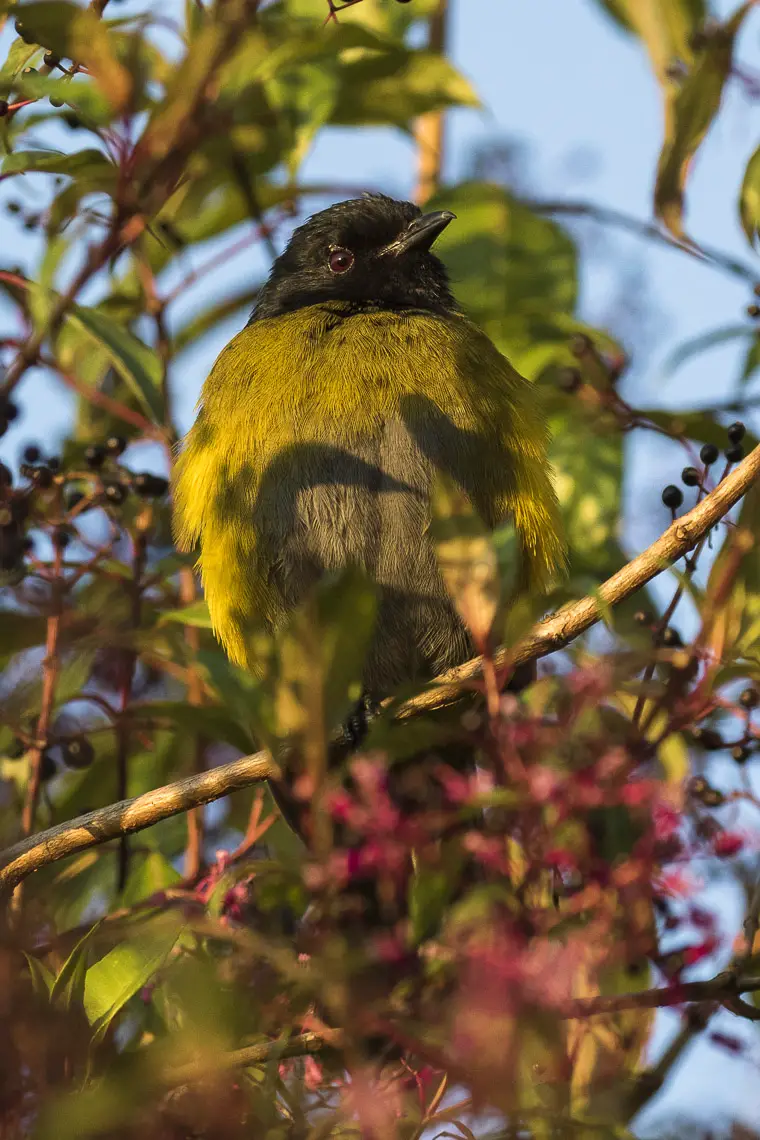 Black-And-Yellow Phainoptila