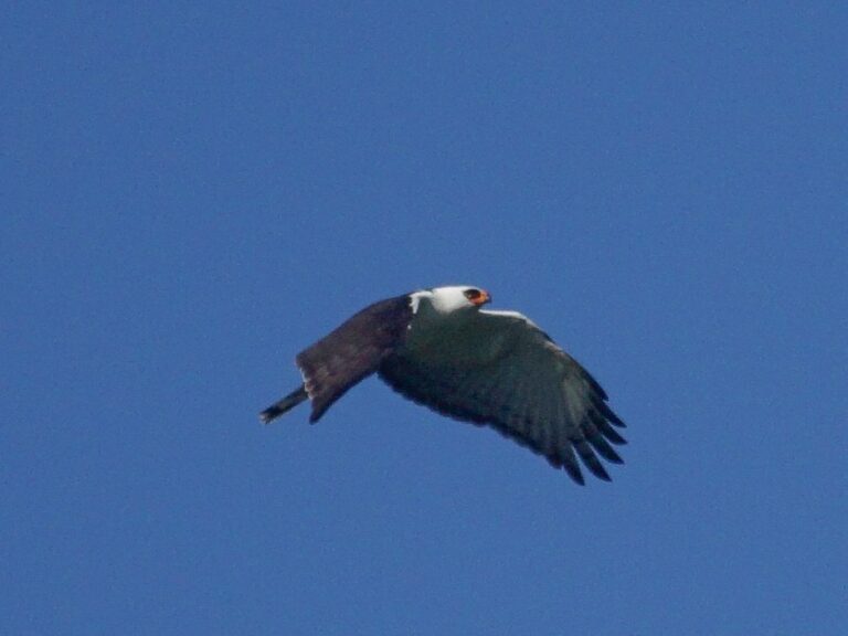 Black-And-White Hawk-Eagle