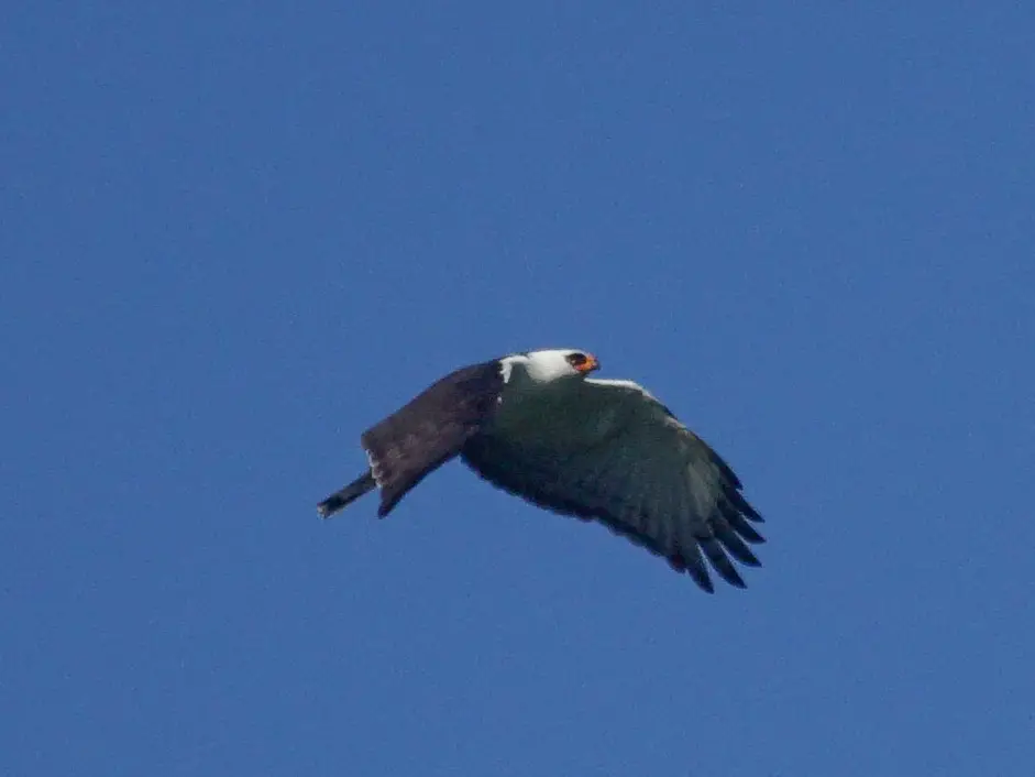 Black-And-White Hawk-Eagle