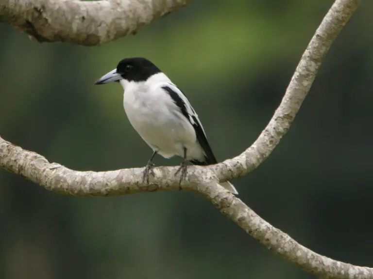 Black-Backed Butcherbird