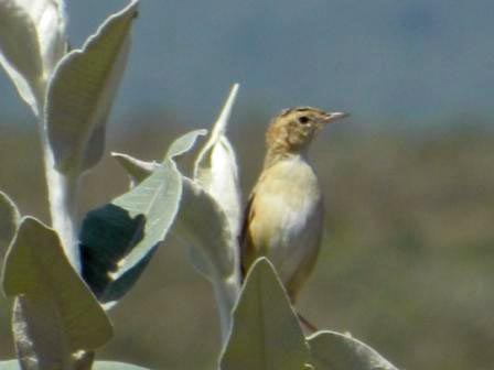 Black-Backed Cisticola