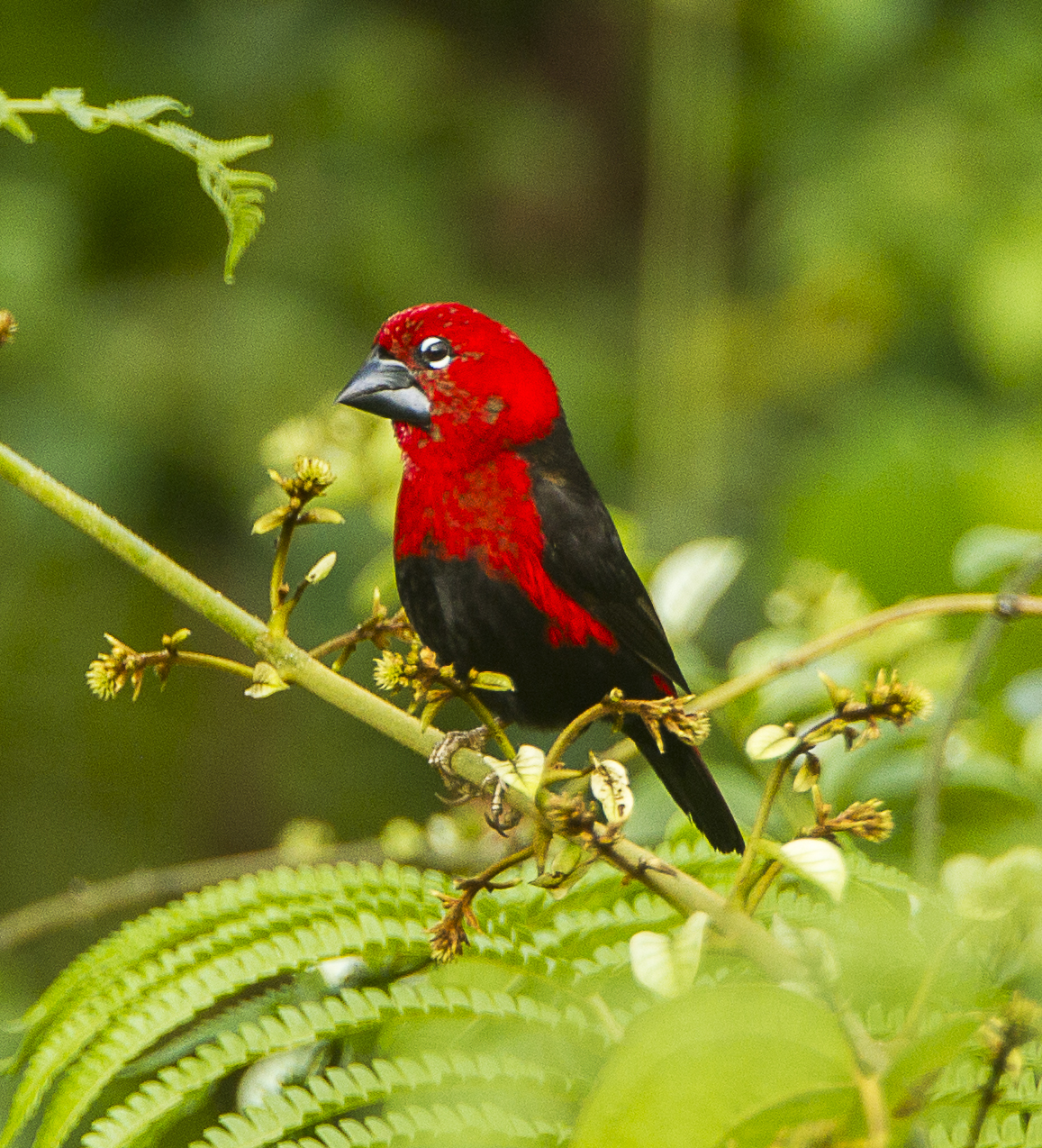 Black-Bellied Seedcracker