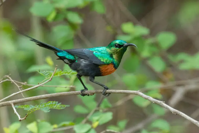 Black-Bellied Sunbird