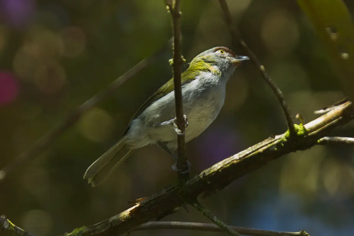 Black-Billed Peppershrike