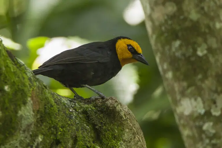 Black-Billed Weaver