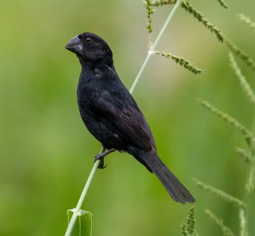 Black-Billed Seed Finch