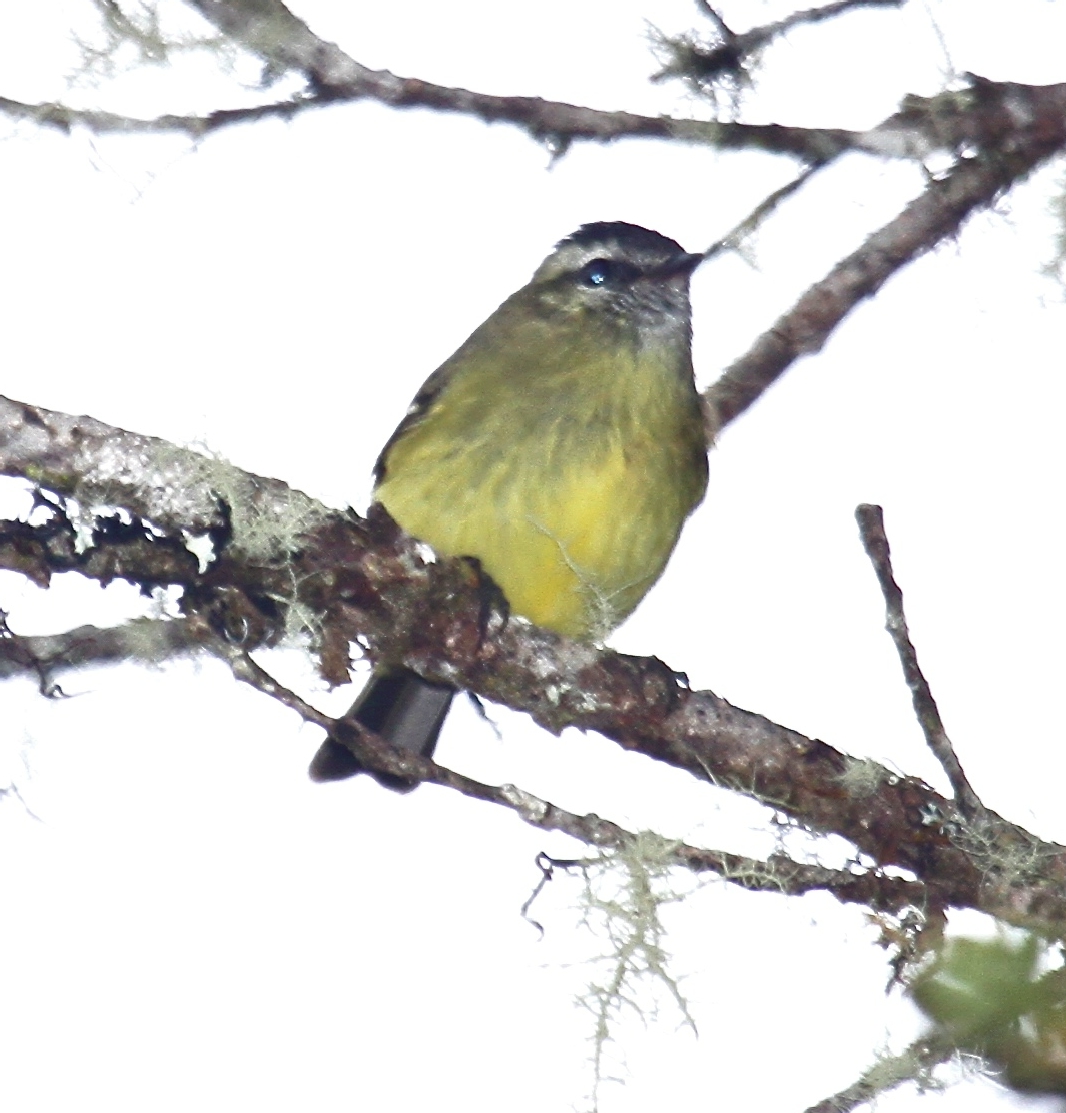 Black-Capped Tyrannulet