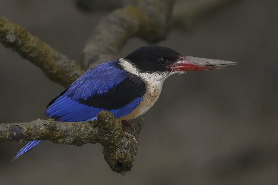 Black-Capped Kingfisher