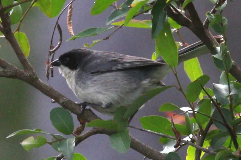 Black-Capped Warbling Finch