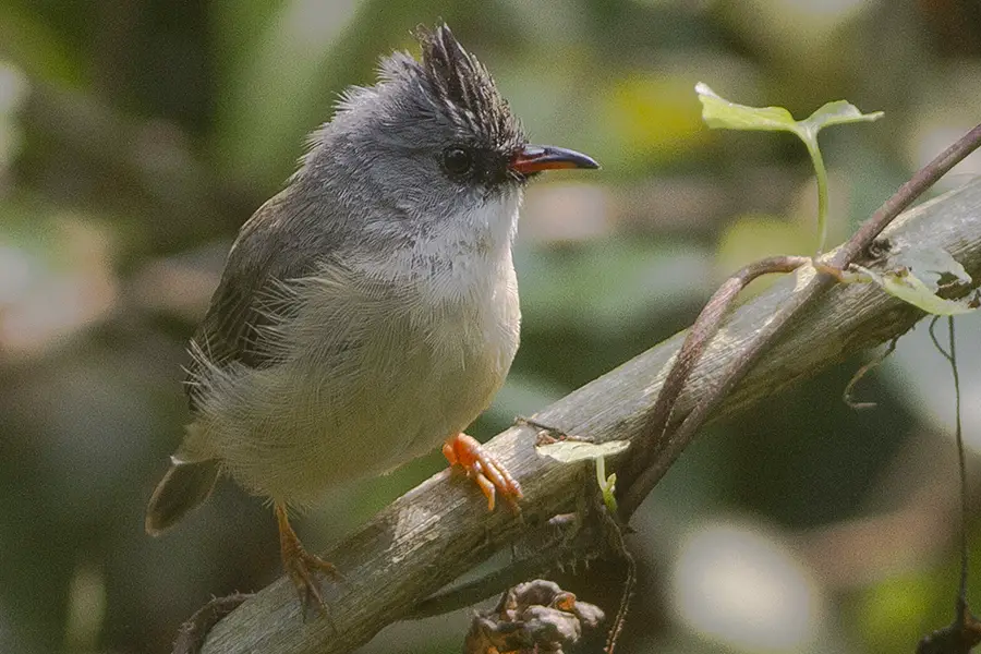 Black-Chinned Yuhina