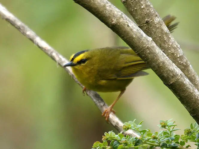 Black-Crested Warbler