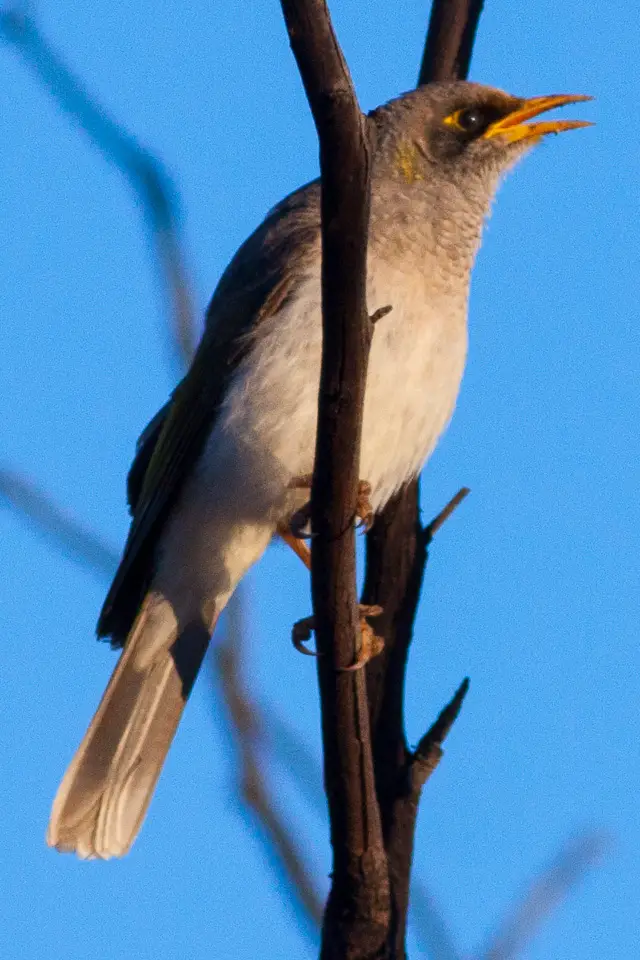 Black-Eared Miner