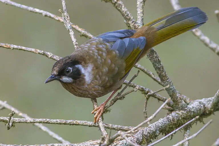 Black-Faced Laughingthrush