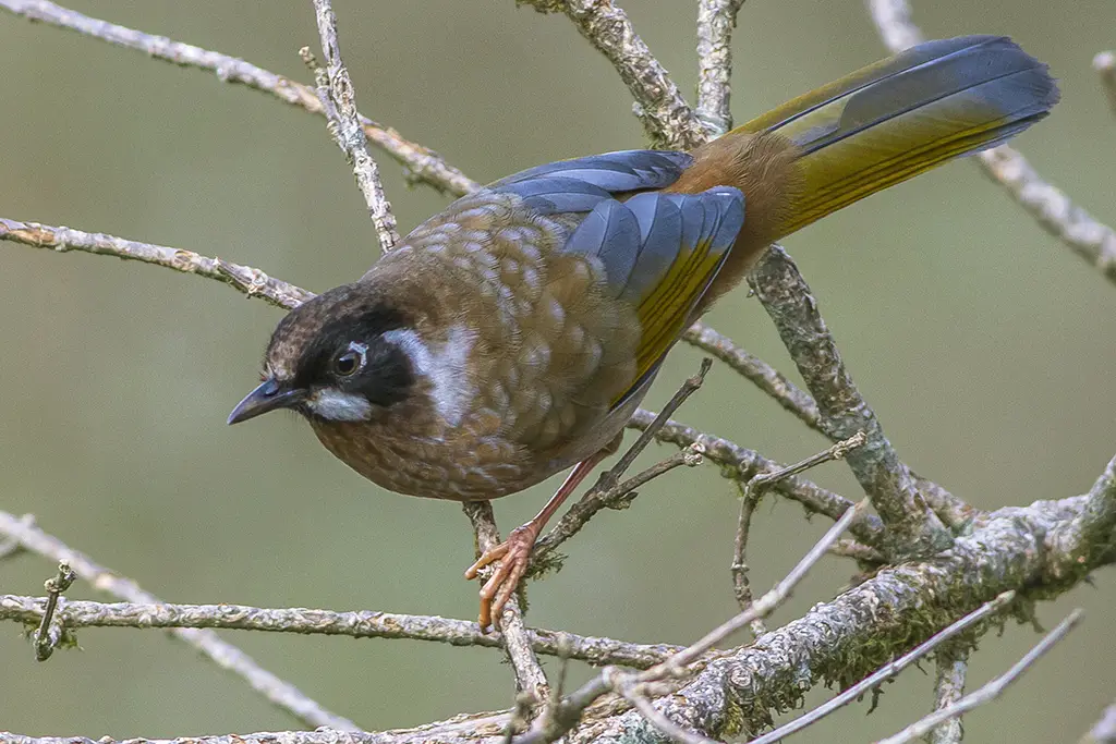 Black-Faced Laughingthrush