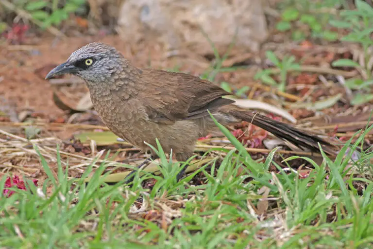 Black-Faced Babbler